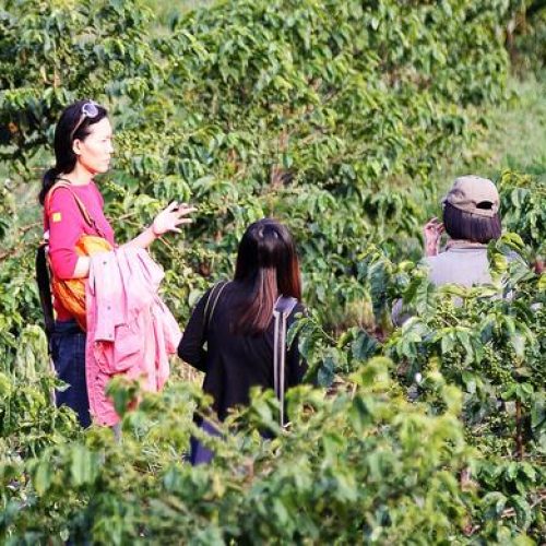 Tour de la plantation de café dans le Parc National d’Arusha