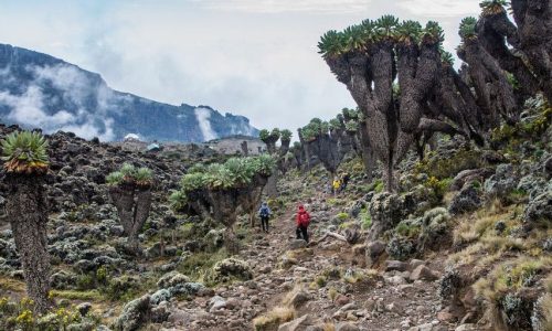 Trekkers-hiking-through-groundsel-on-mountain-kilimanjaro-1.jpg