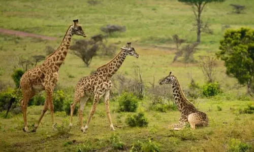 Tsavo National Park Giraffe View