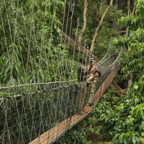 Une Expérience dans les Cimes des Arbres