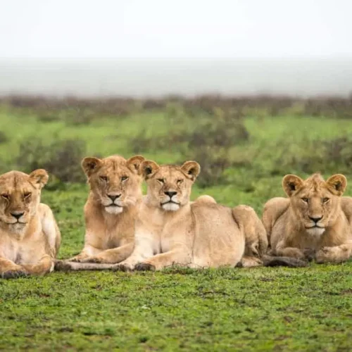 Une lionne aperçue lors d'un safari