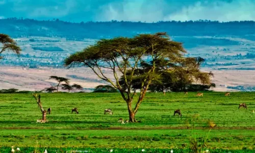 Végétation du lac Naivasha