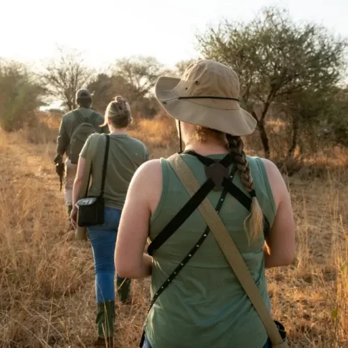 Visite à pied de Tarangire