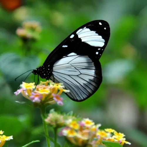 Visite du Butterfly Centre avec Kiwoito Africa Safari