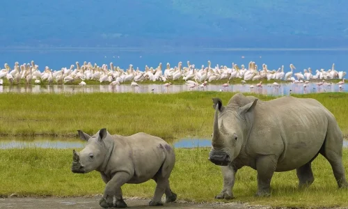 Vue du parc national du lac Nakuru