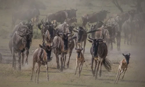 Saison des naissances des gnous dans le Serengeti