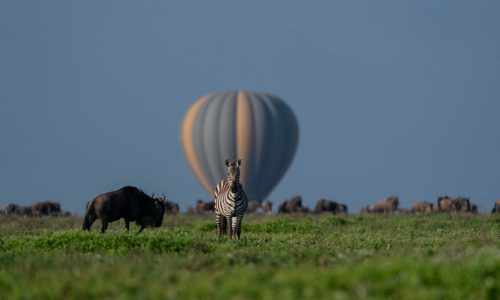 Zèbre posant avec un ballon en arrière-plan - Parc national du Serengeti