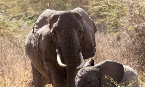 amis kiwoito aventure safari avec éléphants
