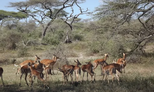 antilope-en-train-de-paître-au-coucher-du-soleil-dans-le-ngorongoro