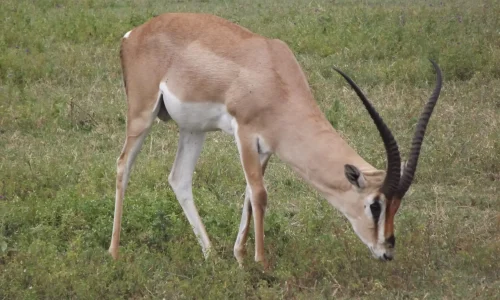 antilope-en-train-de-paître-dans-la-zone-de-conservation-du-ngorongoro