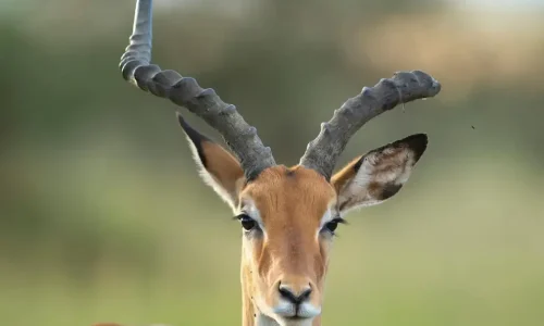 antilope gazelle du Serengeti