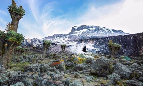 ascension du Kilimandjaro dans le désert alpin