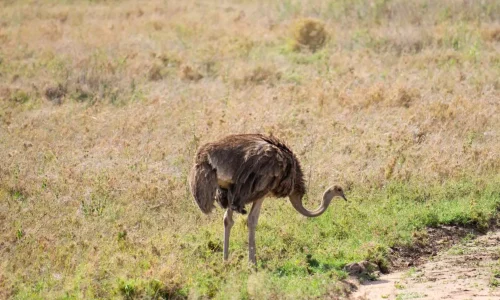 autruche-dans-le-parc-national-du-serengeti