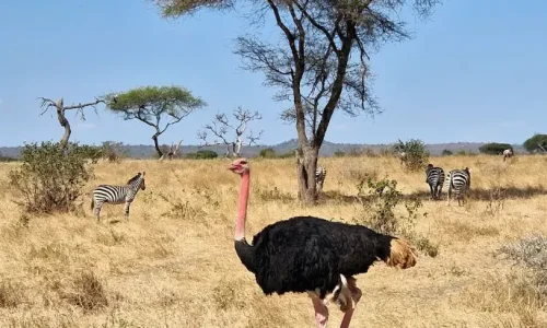 autruche du parc national de Tarangire