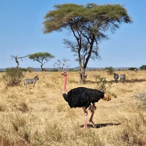 autruche du parc national de Tarangire