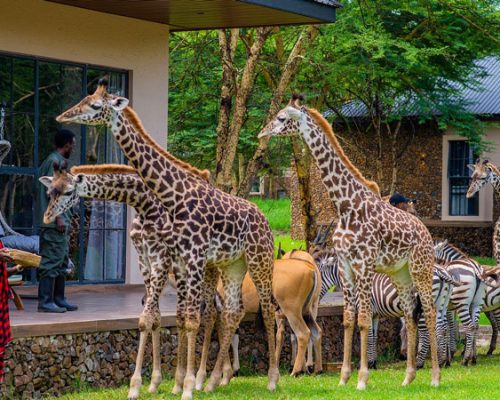 aya sophia wildlife villa