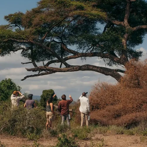 safari à pied dans le parc national d’arusha