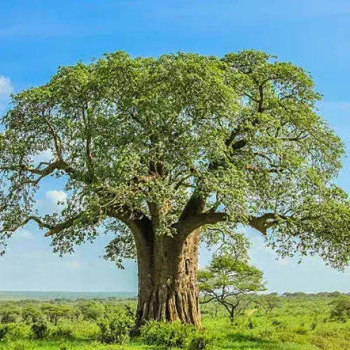 baobab du parc national de Tarangire