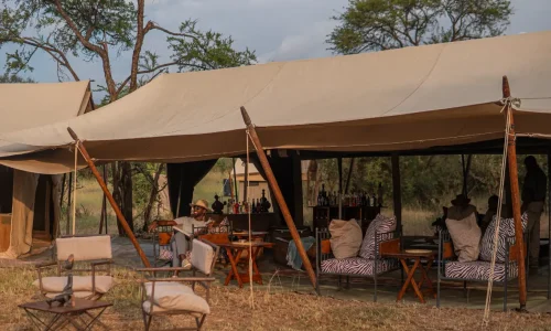 bar lounge zebra intimate camps serengeti