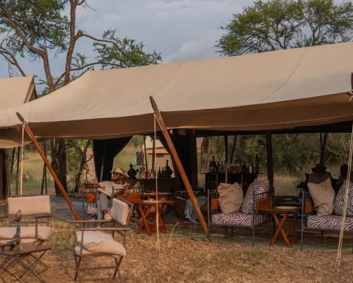 bar lounge zebra intimate camps serengeti