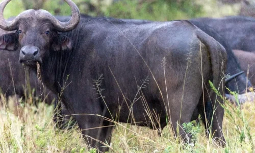 buffle dans le parc national du serengeti