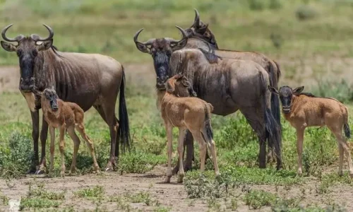 Saison des naissances en Tanzanie