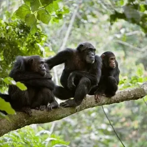 chimpanzé du parc national de Mahale