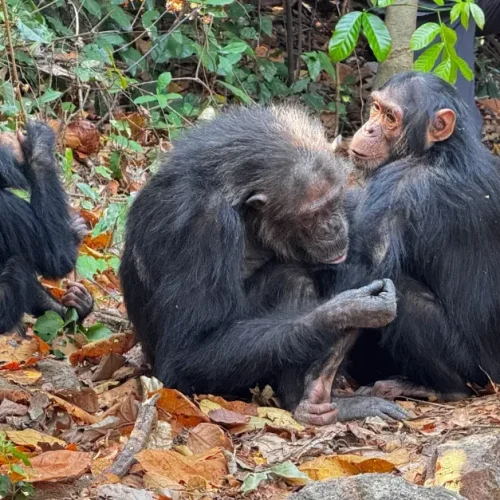 chimpanze-parc-national-gombe