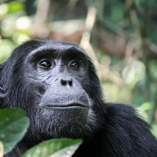chimpanze-parc-national-gombe-stream