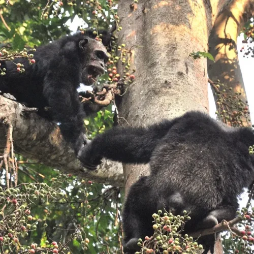chimpanzés mâles adultes à Mahale