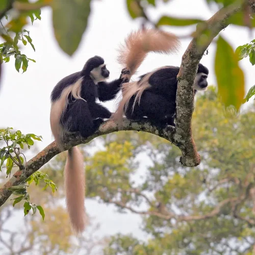 colobea-guereza-singe-colobe-noir-blanc