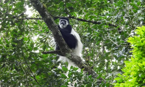 colobe-noir-et-blanc-d-arusha