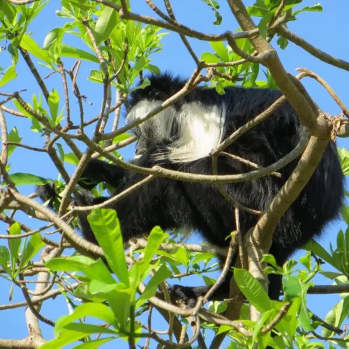 colobe noir et blanc du parc national d’Udzungwa