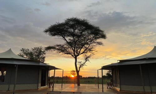 Conserve Serengeti