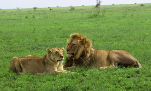 couple de lions dans le parc national du serengeti