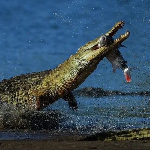 crocodile-fleuve-rufiji-nyerere