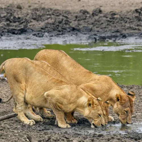 deux-lions-buvant-a-la-riviere