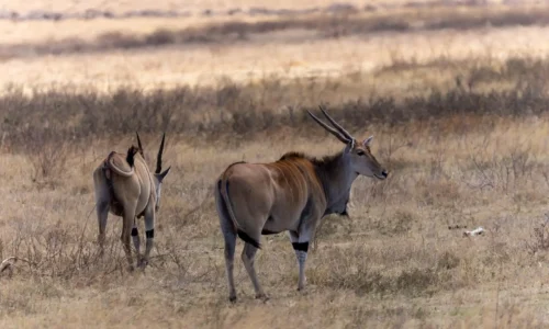 éland dans le parc national du serengeti