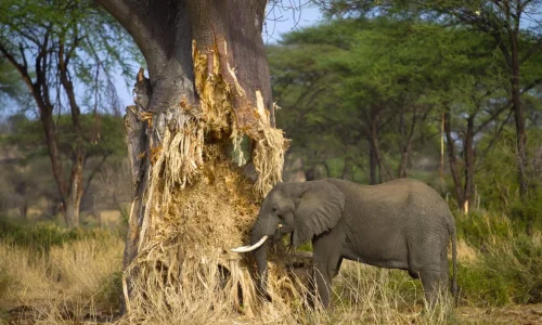 éléphant-avec-un-baobab-dans-le-parc-national-de-tarangire