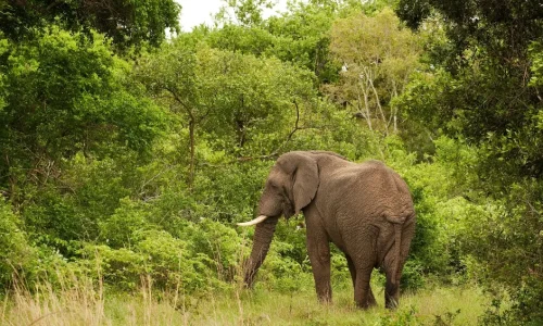 éléphant-broutant-dans-le-parc-national-de-tarangire