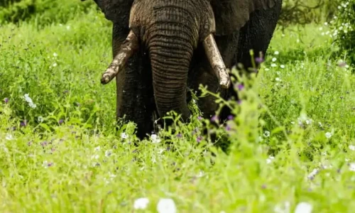 éléphant-dans-le-cratère-du-ngorongoro