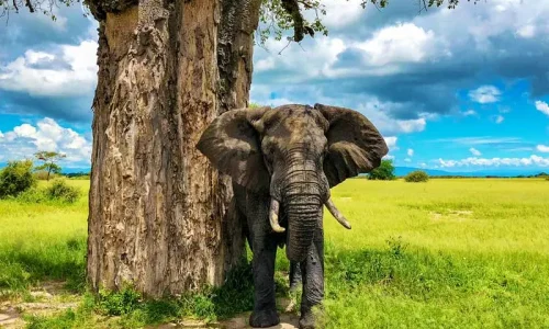 éléphant-et-baobab-dans-le-parc-national-de-tarangire
