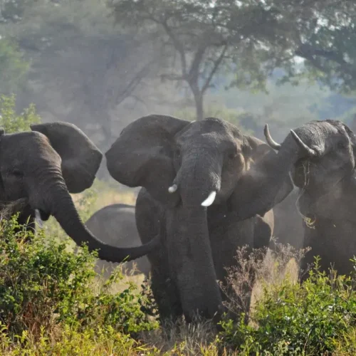 elephant-herd-ruaha-national-park-