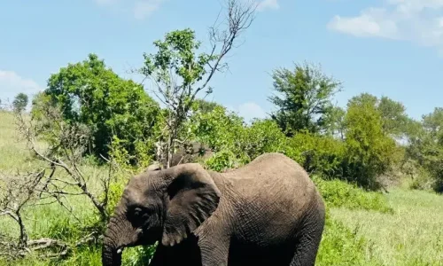 éléphant se baignant dans la boue en forêt