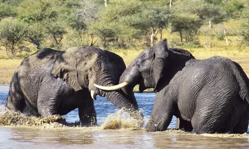 éléphants-au-parc-national-du-lac-manyara