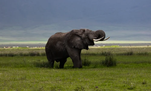 éléphants-buvant-de-l-eau-dans-la-zone-de-conservation-du-ngorongoro
