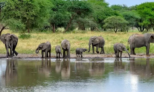 éléphants-dans-le-parc-national-de-tarangire