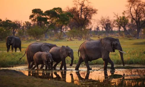 éléphants-dans-le-parc-national-de-tarangire(1)