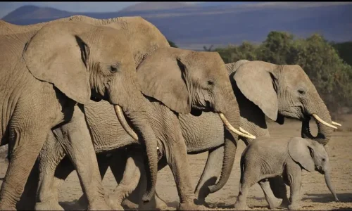 éléphants dans le parc national du serengeti