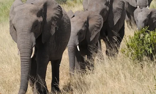 éléphants de Tarangire